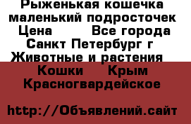 Рыженькая кошечка маленький подросточек › Цена ­ 10 - Все города, Санкт-Петербург г. Животные и растения » Кошки   . Крым,Красногвардейское